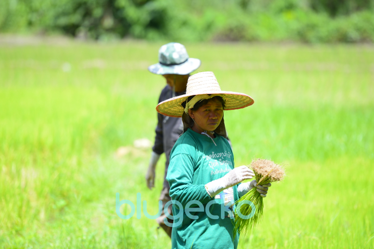 Rice planting season