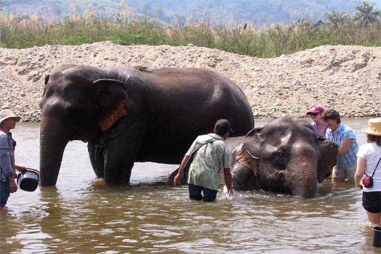 washing elephants