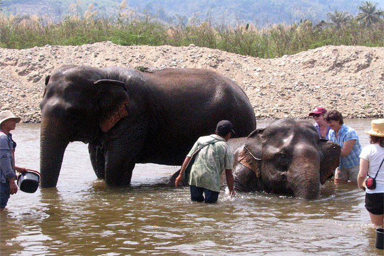 washing elephants