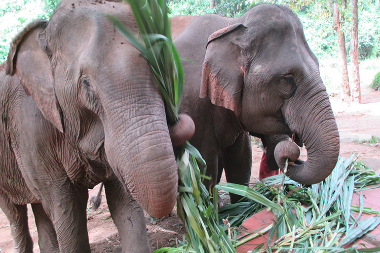 Happy elephants Chiang Rai