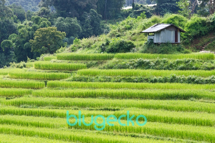 Rice paddies Doi Inthanon